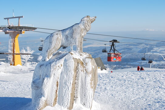 Wolf am Fichtelberg c Stadtverwaltung Kurort Oberwiesenthal