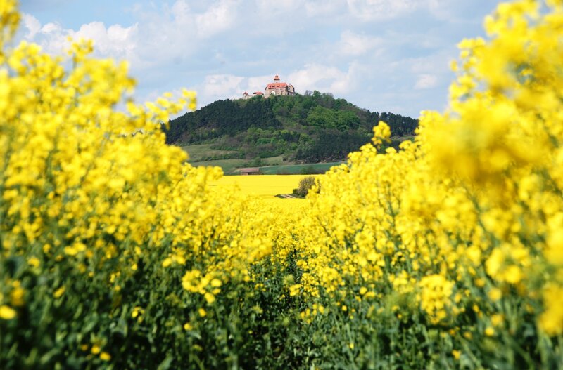 Wachsenburg mit Rapsfeld – Burgenensemble Drei Gleichen bei Arnstadt