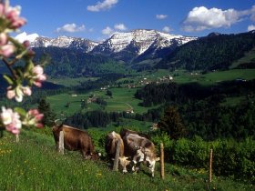 Panorama Kühe © Oberstaufen Tourismus
