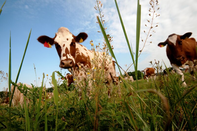 Brandenburger Natur mit Nutztierhaltung