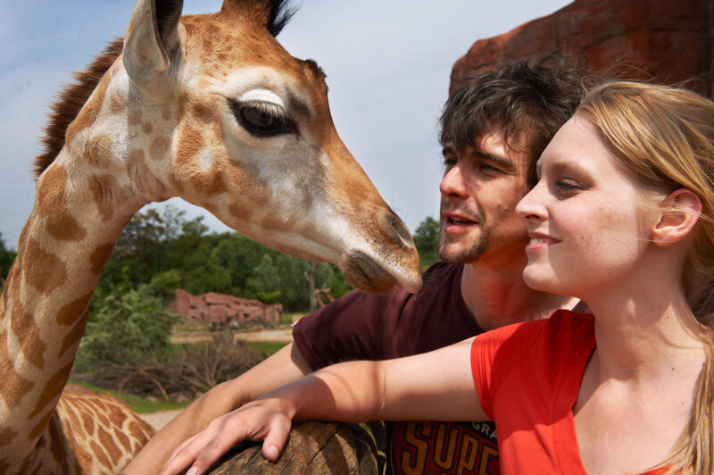 ZOOM Erlebniswelt Gelsenkirchen Giraffe