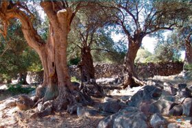 Lun---Tovarnele-5d913c9965a95114014701 huge