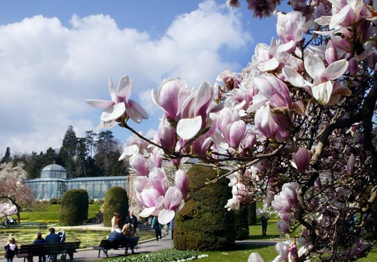 Maurischer Garten Magnolie