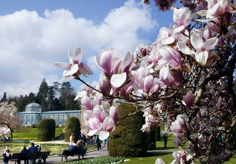 Maurischer Garten Magnolie