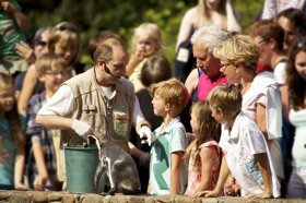 Pinguinfütterung