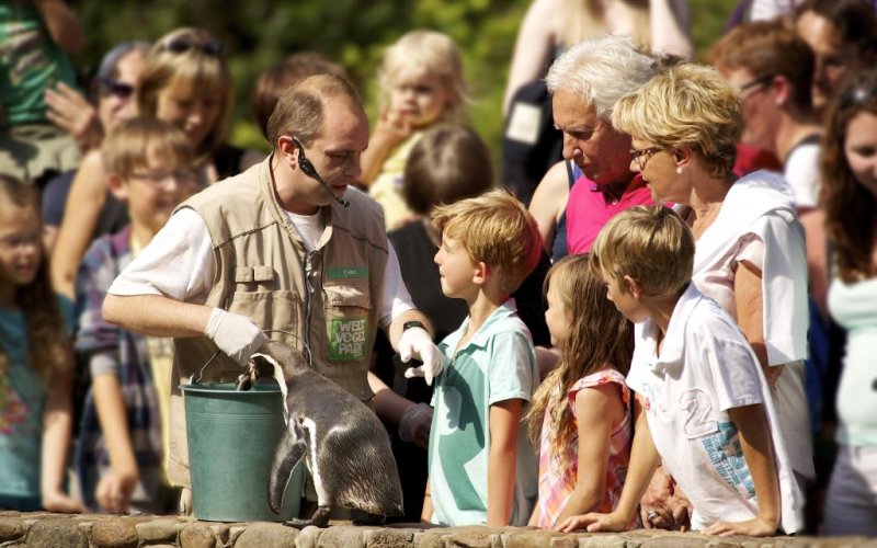 Pinguinfütterung im Weltvogelpark Walsrode
