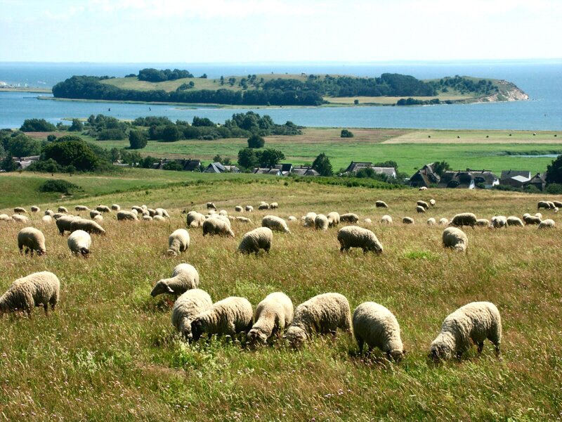 Schafe auf Klein Zicker, Halbinsel Mönchgut auf Rügen
