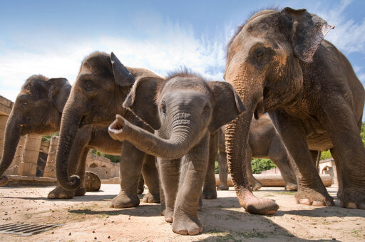 Zoo Hannover
