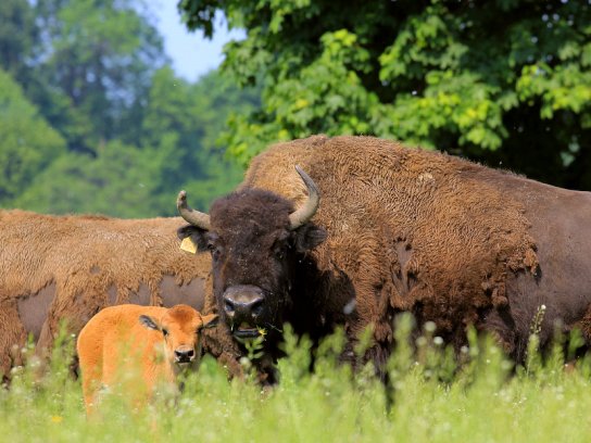 Wisent-Wolinski-Polnisches FVA