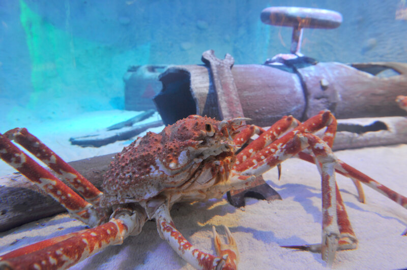 Japanische Riesenkrabbe im SEA Life Königswinter
