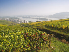 Weinberge Rüdesheim Wiesbaden Marketing GmbH
