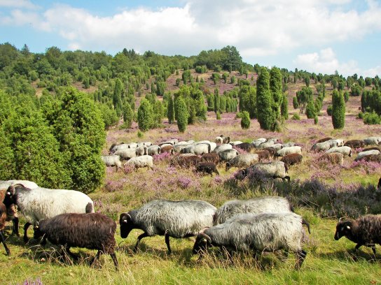 Heidschnuckenherde