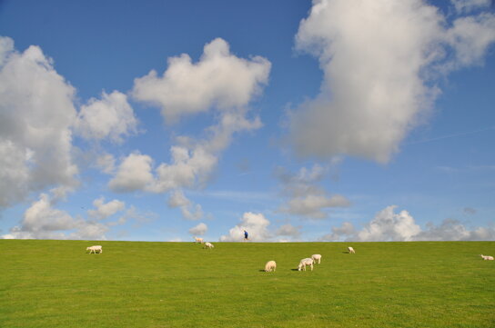 Wiese c Kiel-Marketing K.Steigueber