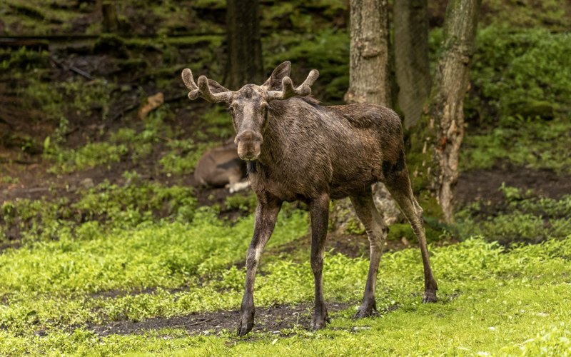 Naturerlebnis im Bayerwald-Tierpark Lohberg E