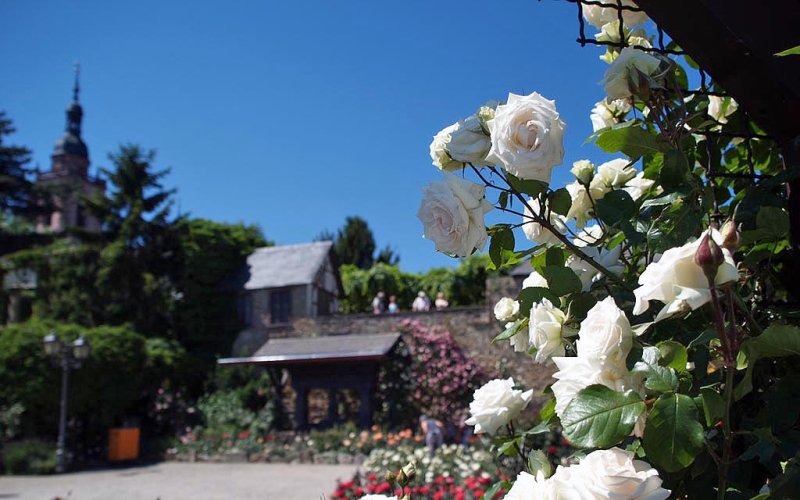 Rosenstadt Eltville am Rhein