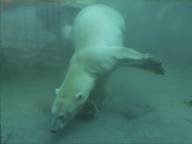 tiergarten eisbären c Stadt Nürnberg Christine Dierenbach