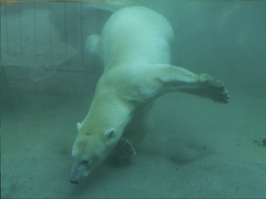 tiergarten eisbären c Stadt Nürnberg Christine Dierenbach