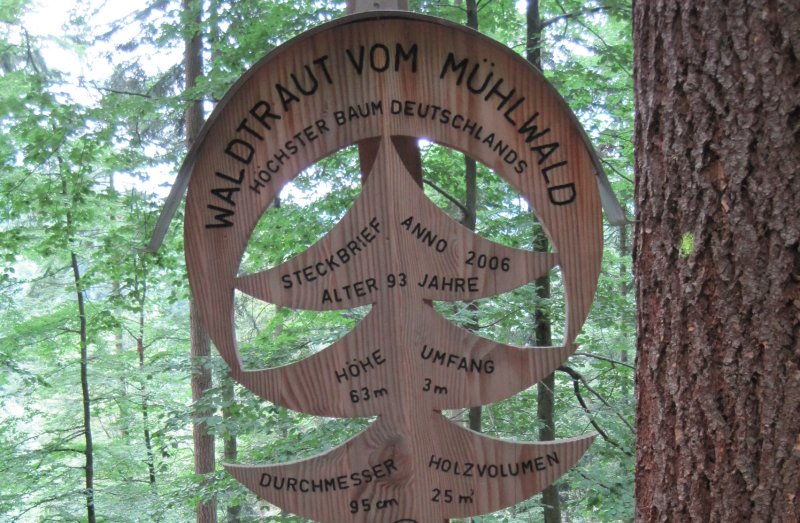 Namensschild Baum Waldtraut Freiburg