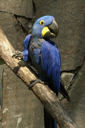 Hyazinth-Aras c Tiergarten Straubing