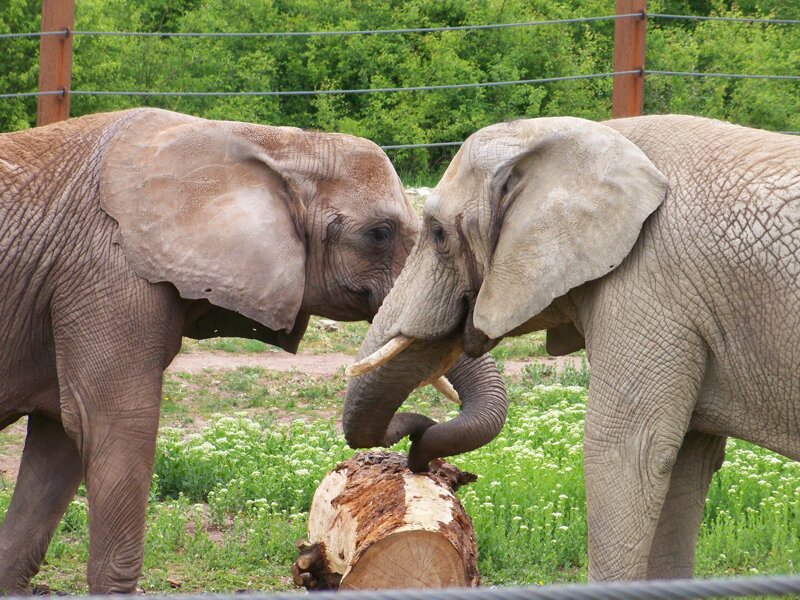 Afrikanische Elefanten im Thüringer Zoopark Erfurt