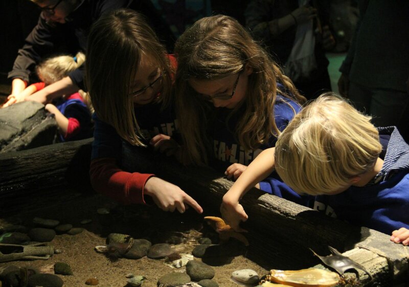 Berührungsbecken mit Seesterne
