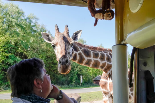 05-Serengeti-Safari (VIP-Jeep-Tour)