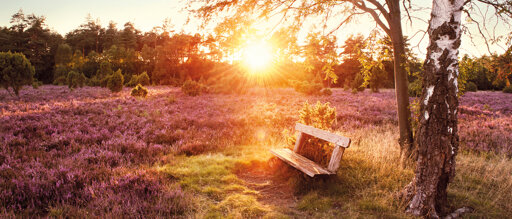 Reisethema  Lüneburger Heide