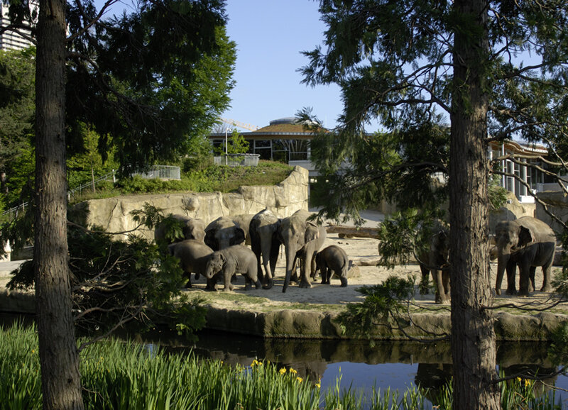 Elefantengehege im Kölner Zoo