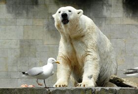 Ro 40 Zoo Eisbär und Möwe © Zoo Rostock Joachim Kloock