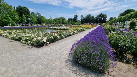 Rosarium Andreas Hollinek