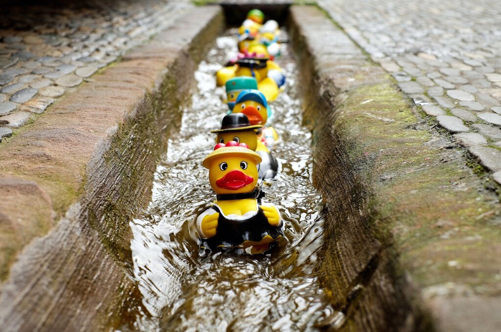 Bächle-Enten Freiburg
