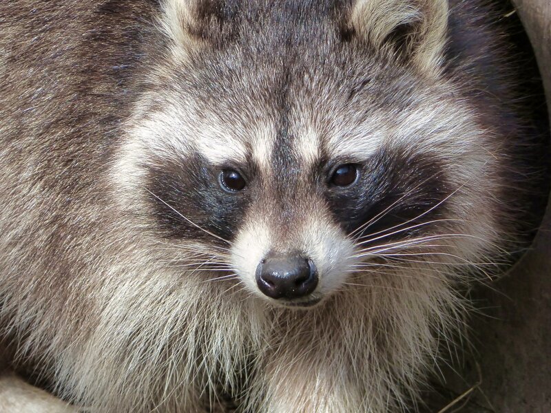 Waschbär Zoo Osnabrück