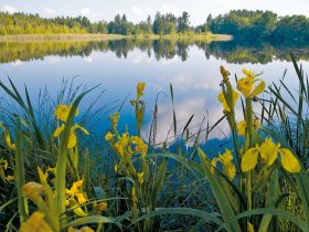 Brunner Weiher C Stadt Wolfegg