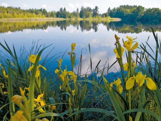 Brunner Weiher C Stadt Wolfegg