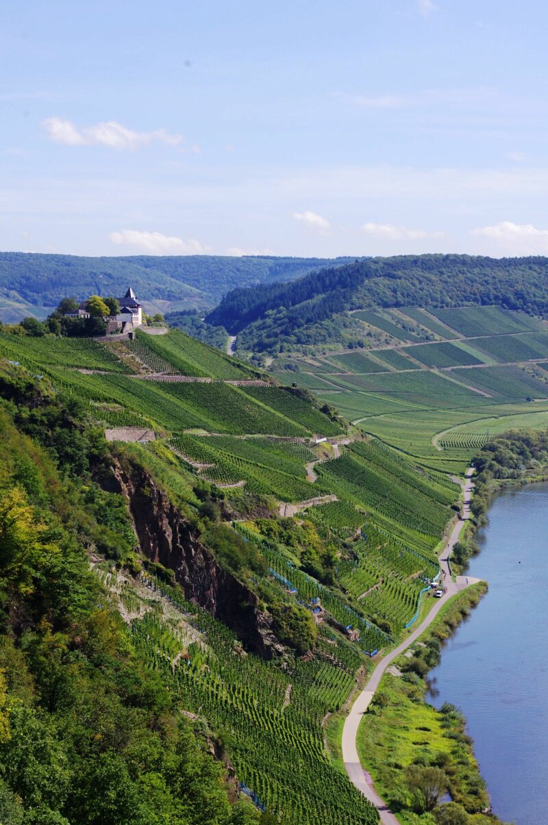 Wein Reben Mosel