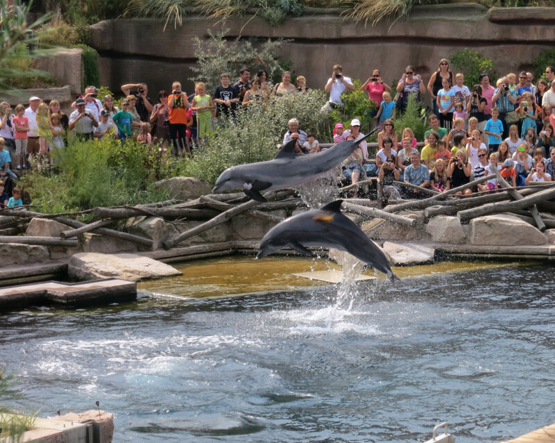 Delfine-Show im Tiergarten Nürnberg