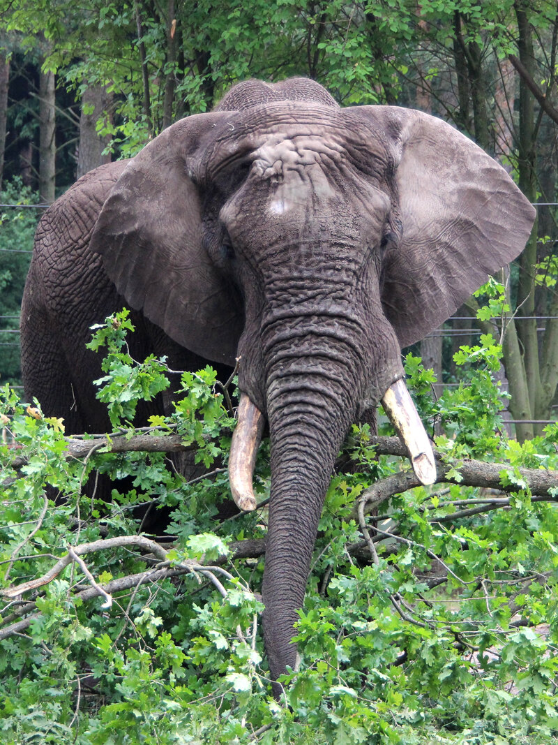 SERENGETI-PARK Tierwelt Elefantenbulle-Tonga