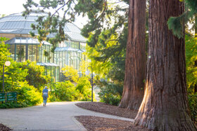 Mammutbäume Kurpark Badenweiler 2021 © Mathias Hollerbach (4)