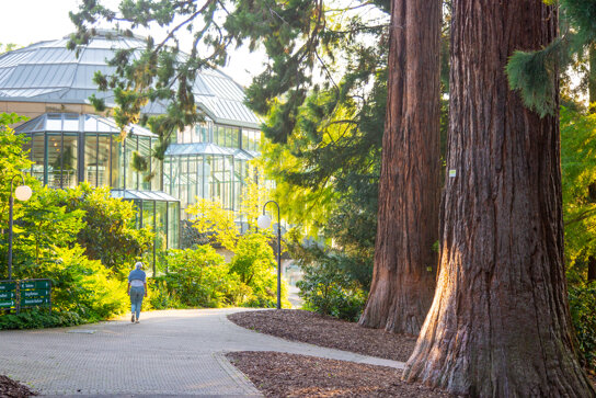 Mammutbäume Kurpark Badenweiler 2021 © Mathias Hollerbach (4)