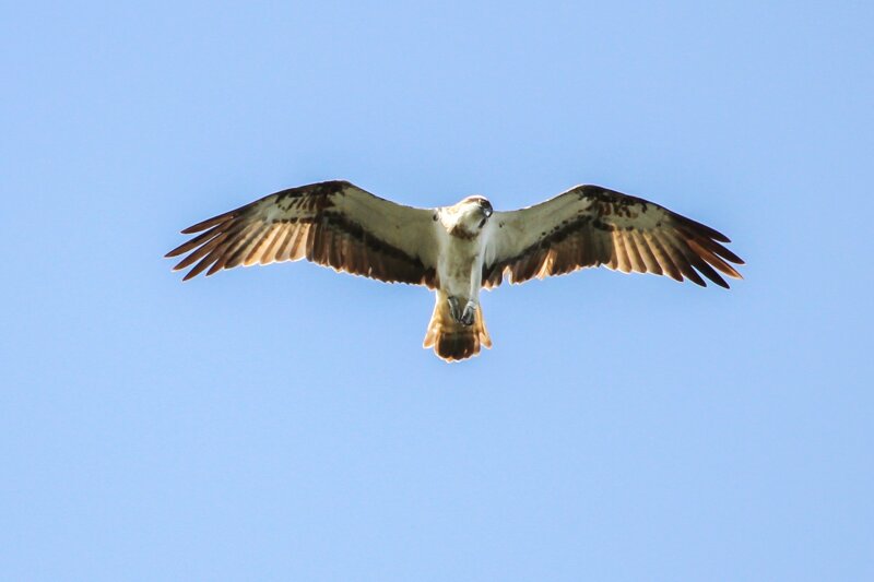 osprey-1775840 1920 Fischadler c Klaus Stebani Pixabay