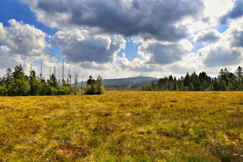 Moor im Nationalpark Harz