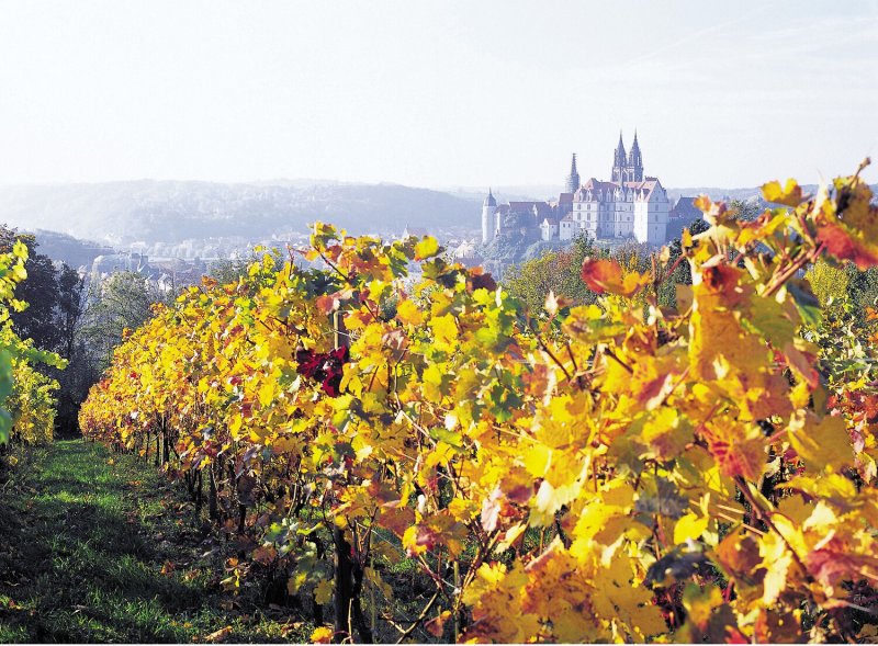 Wandern durch die Weinberge im Sächsischen Elbland