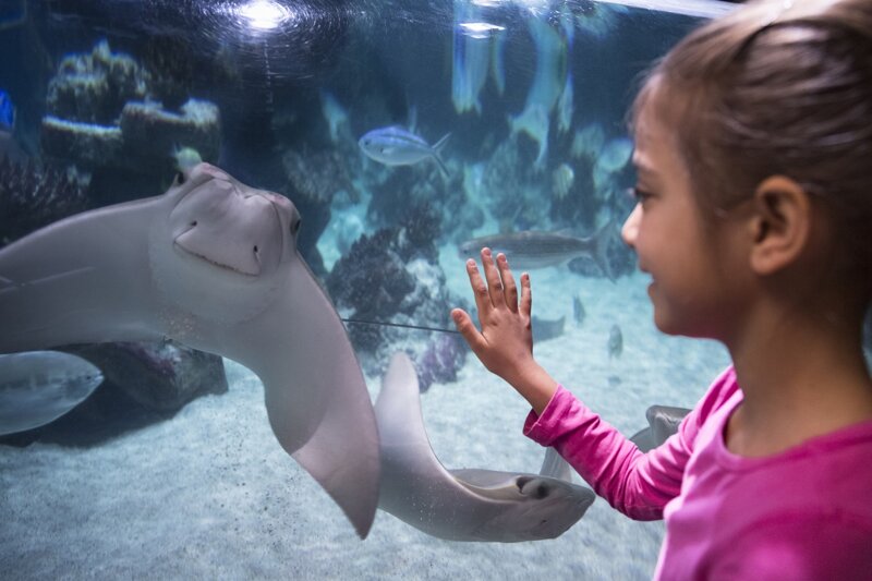 Großes Becken im SEA LIFE München