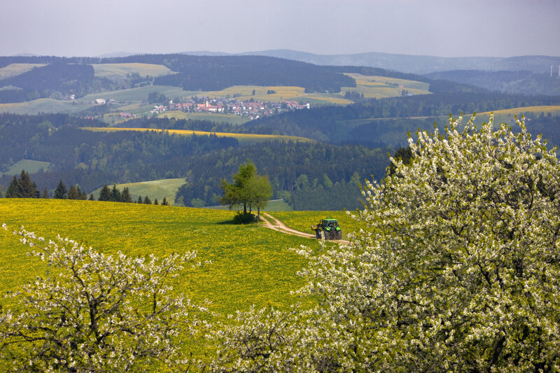 Frühlingswiese im Schwarzwald – üppige Flora wie in der Wutachschlucht