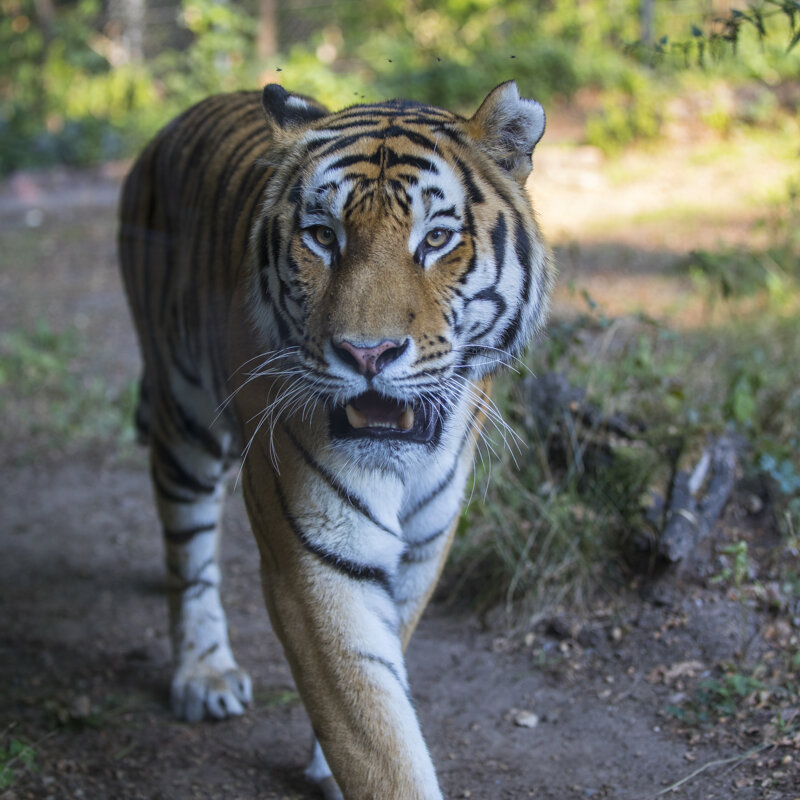 Tiger Zoo Schwerin