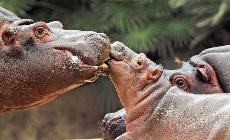 Flusspferd mit Kind im Zoologischen Garten Berlin
