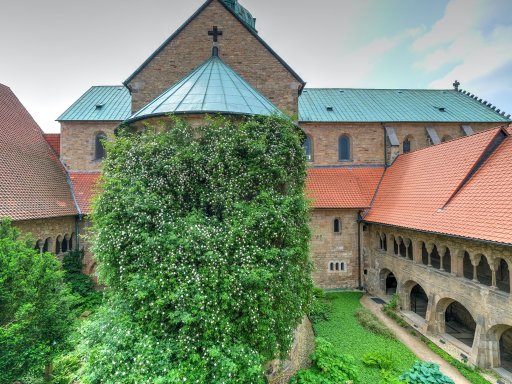 Das Wunder der Rose: Sie blüht seit 1.000 Jahren