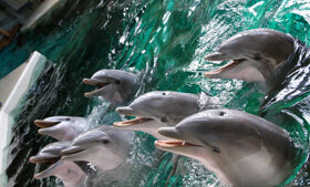 Delfinfamilie S Gräfen