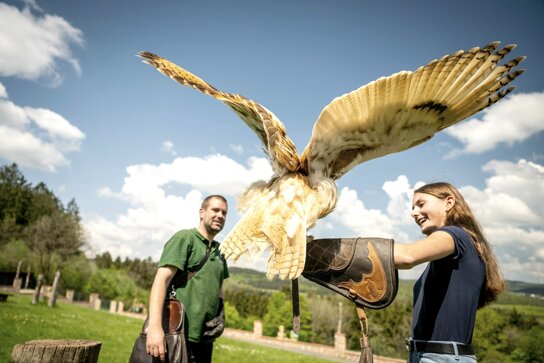 faszierende-greifvoegel-bestaunen