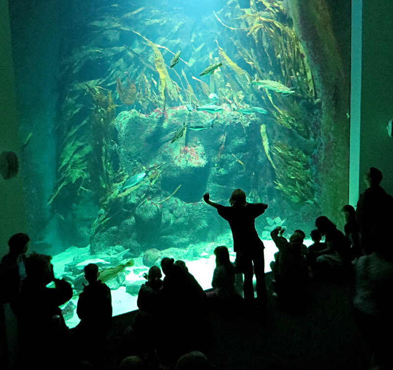 Großaquarium im Multimar Wattforum